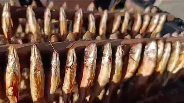 Барабулька горячего копчения