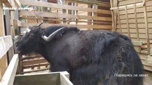 Путешествие на край земли в Мурманск 4 часть НА СЕВЕРЕ ЖИТЬ