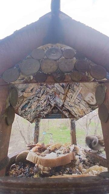 1000016204.mp4Жизнь кормушки.24.04.2026г.