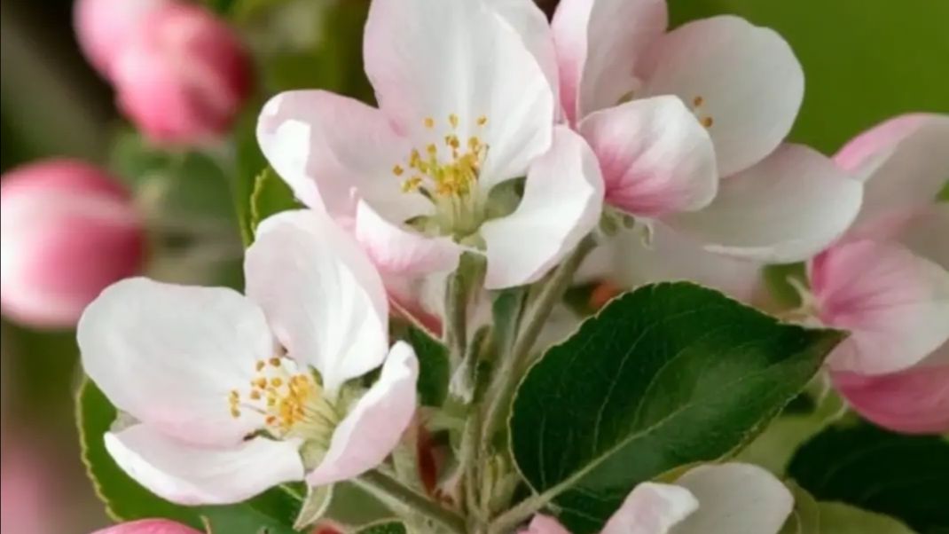 Весна шагает по России.