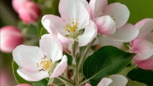 Весна шагает по России.