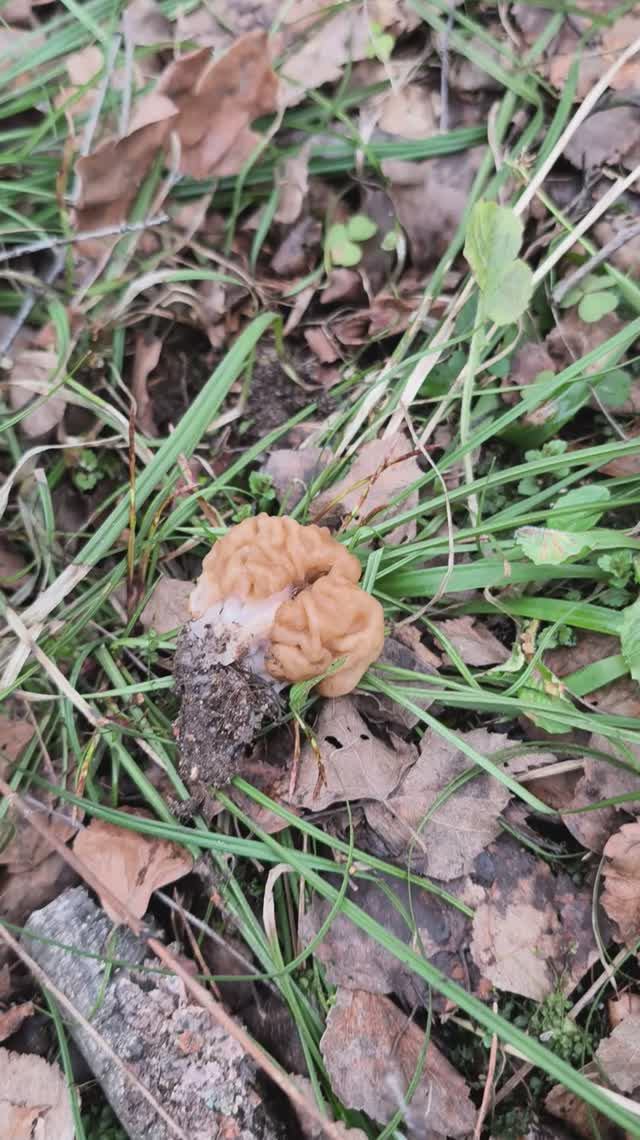 Строчок гигантский. Гриб-мозг весеннего леса весенниегрибы строчки строчкигигантские