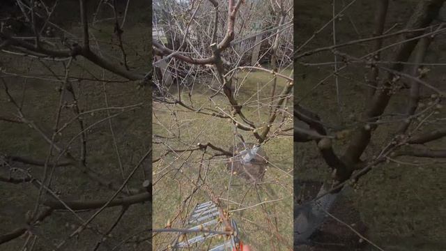 С чего начинается обрезка вишни?

Химки Московская область 
байки слепого садовника