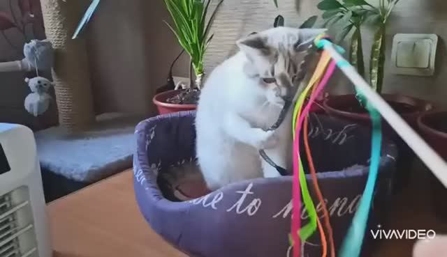 МОЯ СОНЯ РАЗЫГРАЛАСЬ