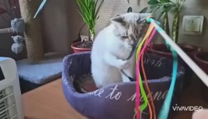 МОЯ СОНЯ РАЗЫГРАЛАСЬ