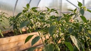 WrYPEY12-192_org_1777021232721