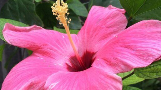 гибискус ГИБИСКУС ИЗ СЕМЯН ПОСАДКА изсемян наизнанку посадка гибискусизсемян нарассаду гибис