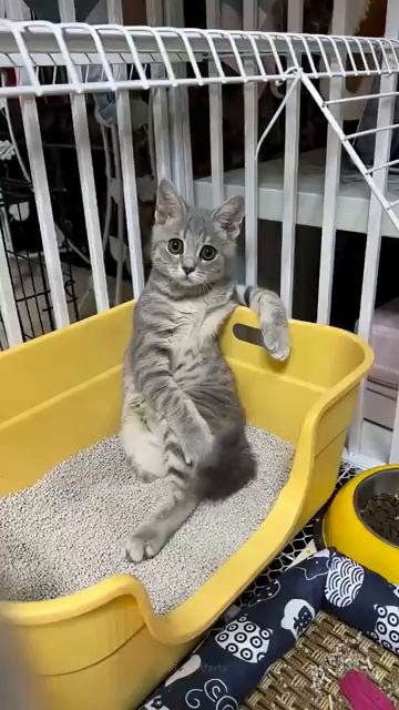 Коты и хвосты