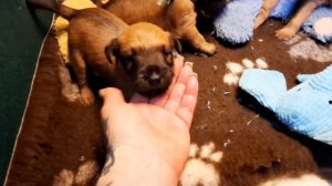 Ирландские терьеры: Щенки 25 дней . Лит "Л "