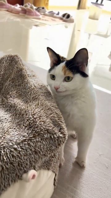 Кошка смотрит как считают деньги #мем #мемы #нарезкимемов #прикол #приколы