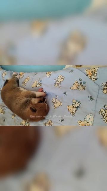 «Милейшие пухляши: 2‑недельные щенки акита!»