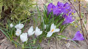 Апрель в Саду 16 и 21 апреля 2026