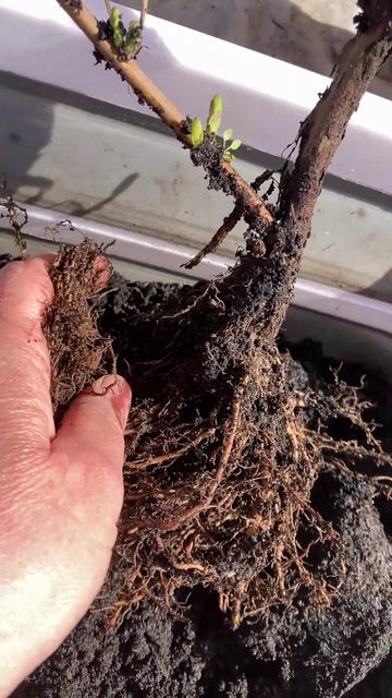 Посадка ягодных кустарников весной