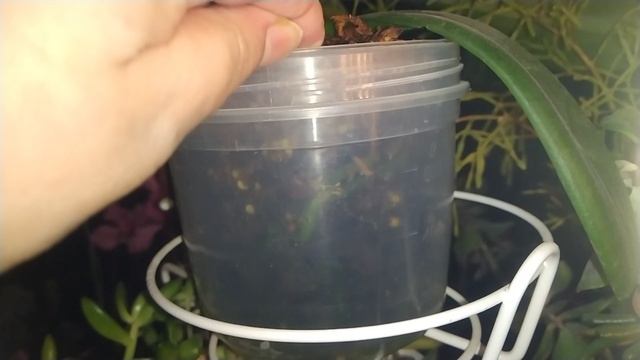 Посадка фаленопсиса
