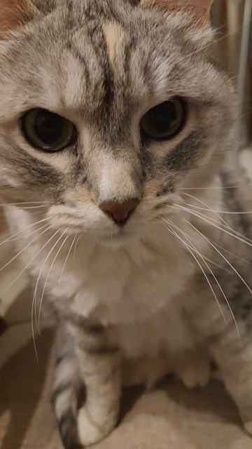 Красивый котик