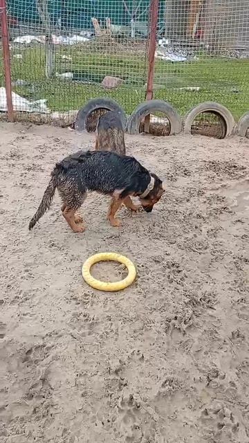 новенькие из Чехова