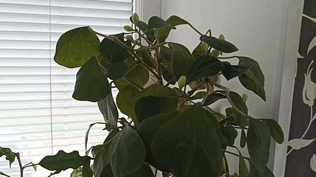 Излишки Почтой