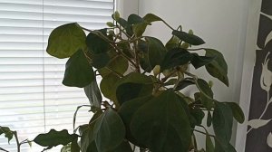 Излишки Почтой