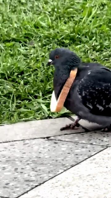 Голубь с батоном