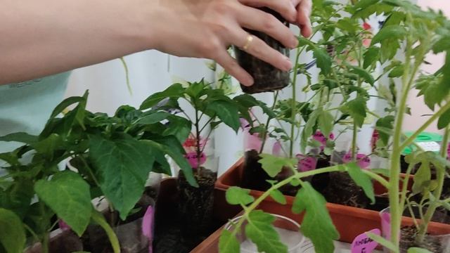 Рассада томатов и перца обзор 24.04.26