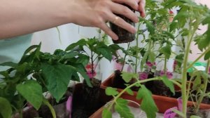 Рассада томатов и перца обзор 24.04.26
#ясПартнером_1этап