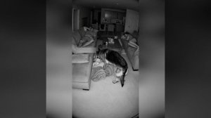 Видео от Департамент Вирусного Контента | ДВК