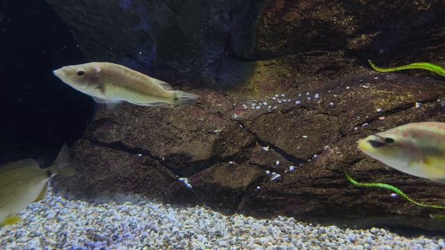 Глазчатая зеленушка. Хромис-ласточка. Рыбки. Рыбы. Подводный мир в объективе. Москвариум 2026