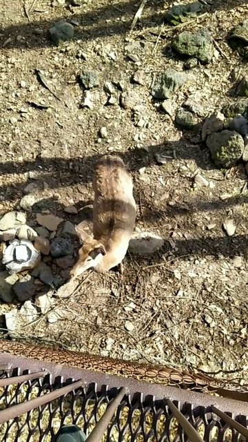 Пятнистый олень.