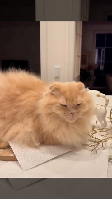 Захват пельменей