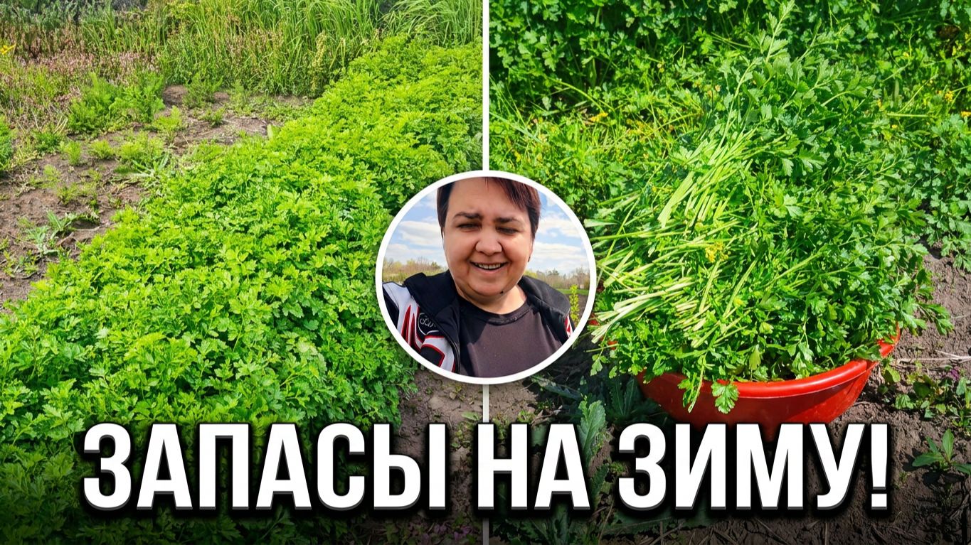 ТАКОЙ петрушки у меня еще не было! 🔥 Срезаю, мою, морожу / Дела огородные