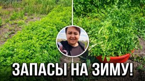 ТАКОЙ петрушки у меня еще не было! 🔥 Срезаю, мою, морожу / Дела огородные