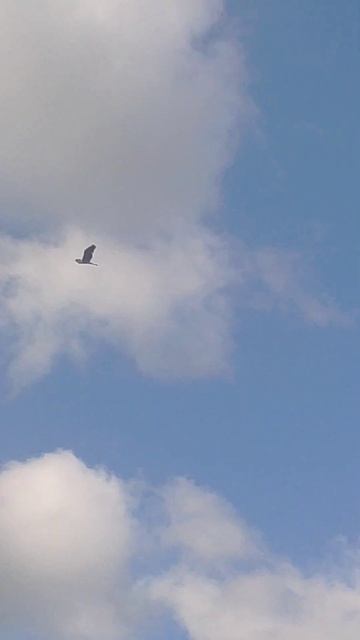 Можно представитьчто птеродактиль