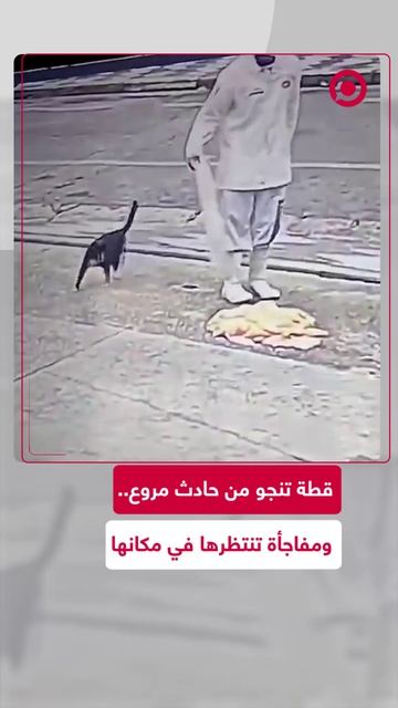 قطة تنجو من حادث سيارة، ليتدفق الطعام إليها في مكان تواجدها.