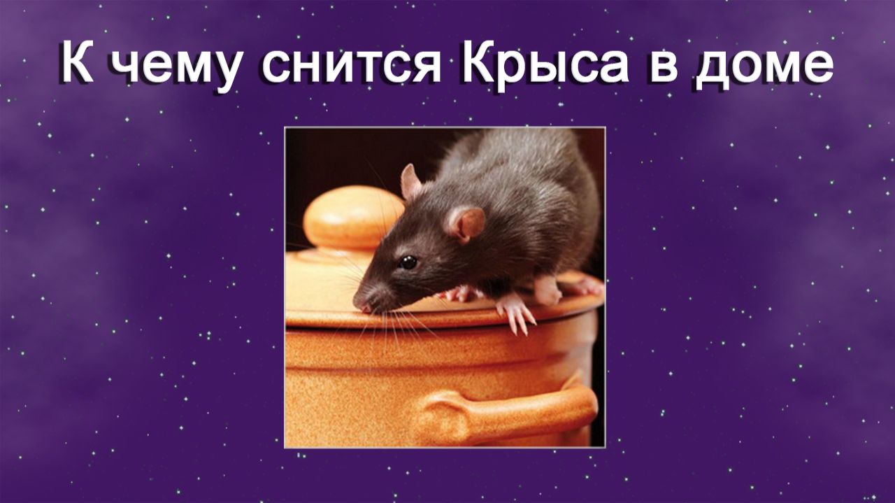 К чему снится Крыса в доме - толкование сна