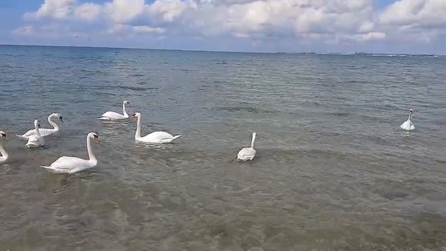 Лебеди в Анапе апрель 2026