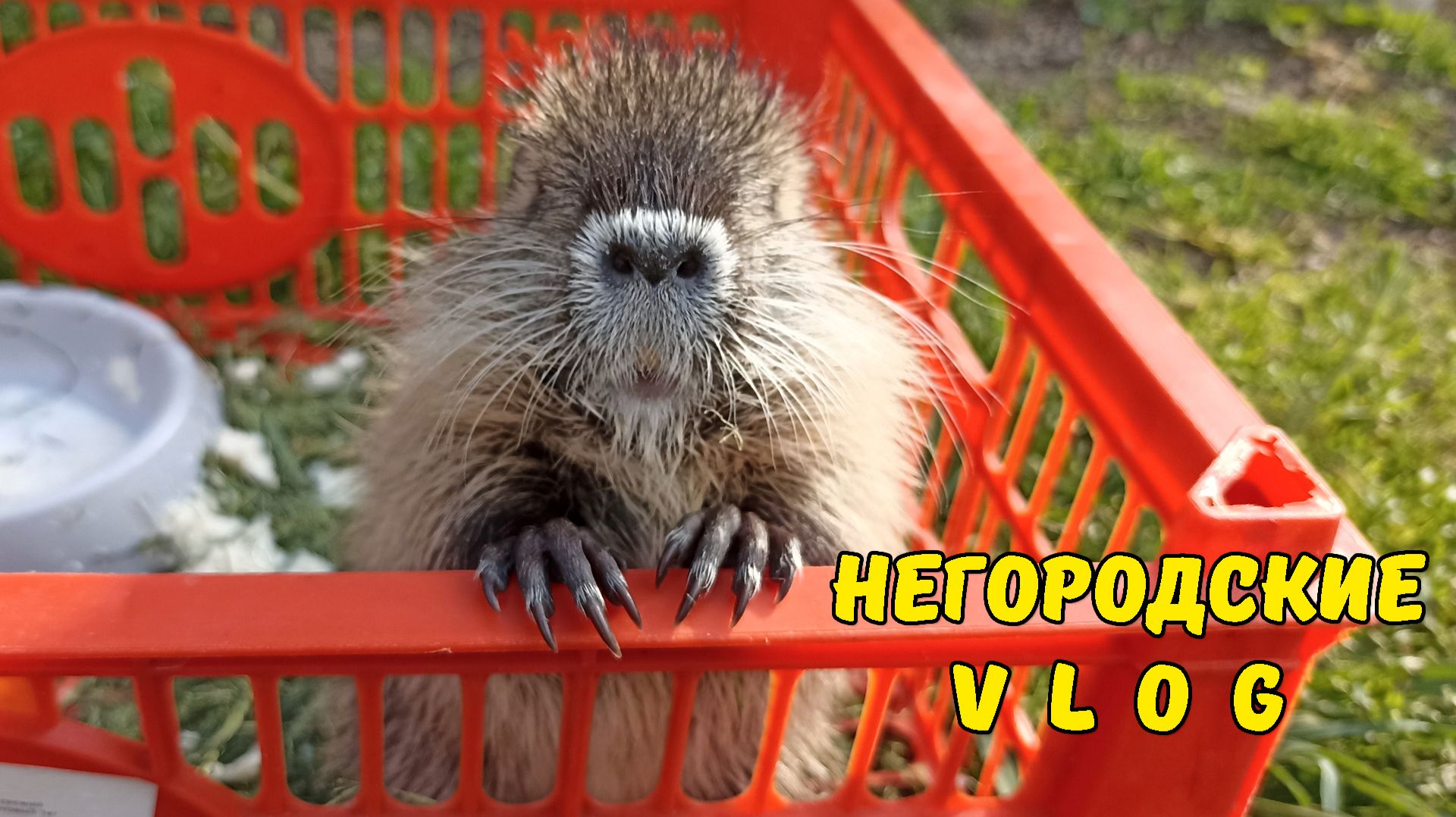 Мастерим огуречник Кнопка на прогулке. 21.04.26