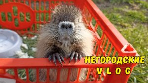 Мастерим "огуречник", Кнопка на прогулке. 21.04.26