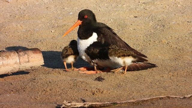 Не мешайте куликам!