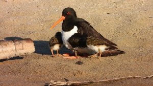 Не мешайте куликам!