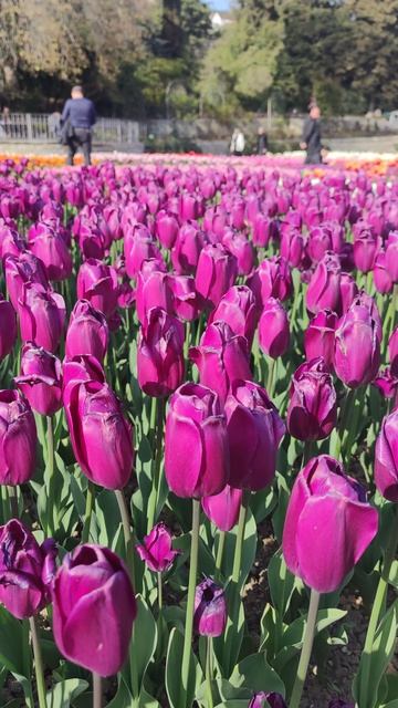 Ялта парад тюльпаны 15 апреля 2026.