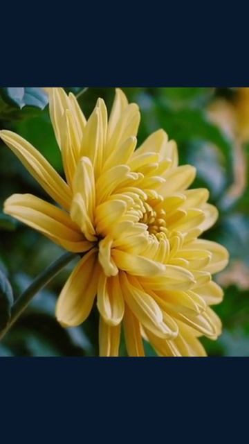 #ежедневновидео #вдохновение #развлечения #влог #мотивация