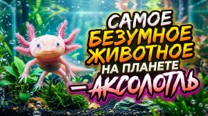 Самое безумное животное на планете - аксолотль.