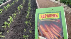 Важные подкормки для моркови. Результат урожая удивит.