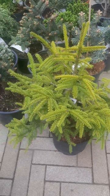 ❤🌲Ель Восточная Санни Спринг
✔Продажа растений в макс и телеграм канале: Https://t.me/love_is_hvoiny