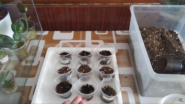 Огурцы от посева до посадки в грунт 