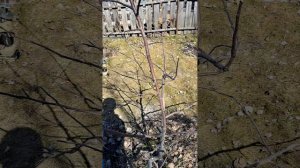 Обрезка яблони