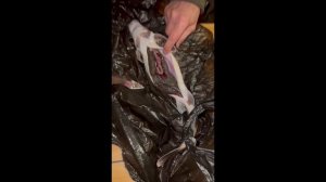 Носик с икрой! Только у нас!!!