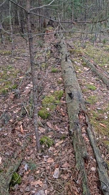 ВЕЧНЫЙ СОН ВЕЛИКАНОВ