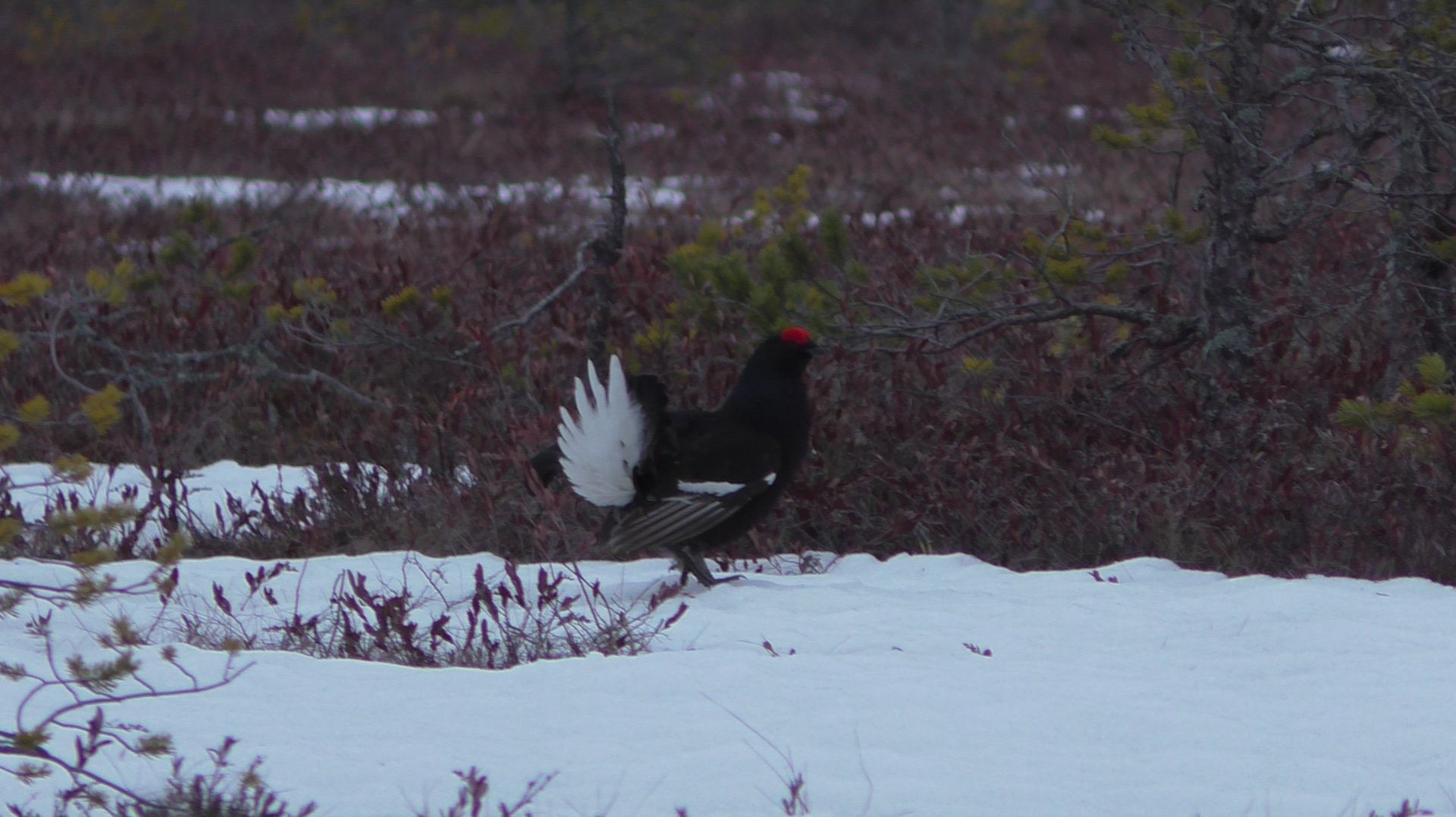 Тетеревиный ток