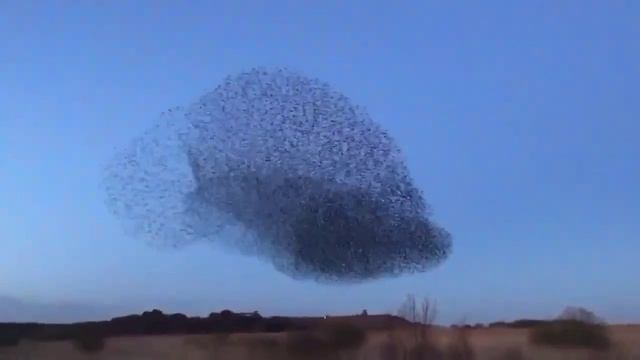 Совместный полёт-танец тысяц птиц